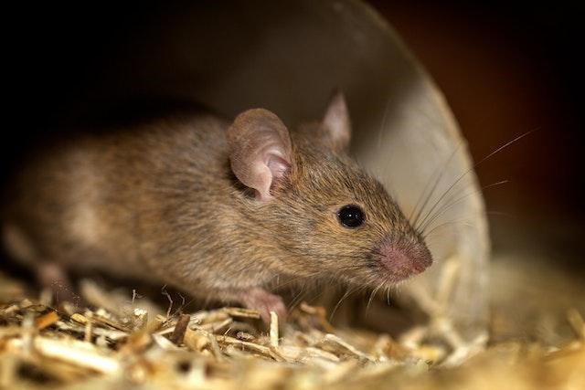 Rat Control
