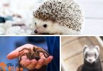 small house pets