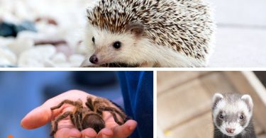 small house pets