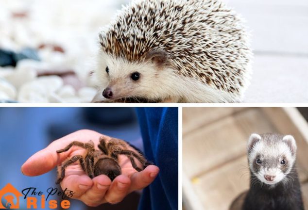 small house pets