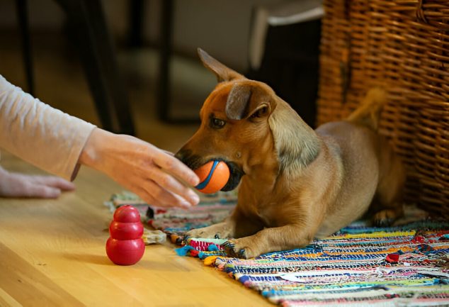 Puzzle Toys for Dogs