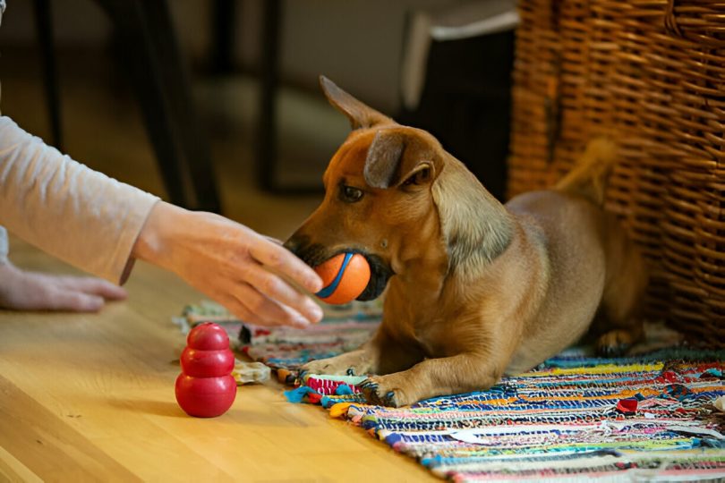 Puzzle Toys for Dogs